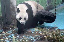 中國政協委員聚焦動物飼養規范，推動生態文明建設與畜牧業高質量發展