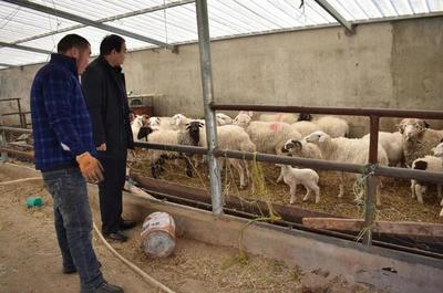 大通縣農業農村局 筑牢防疫保供雙防線，保障畜牧業生產平穩有序